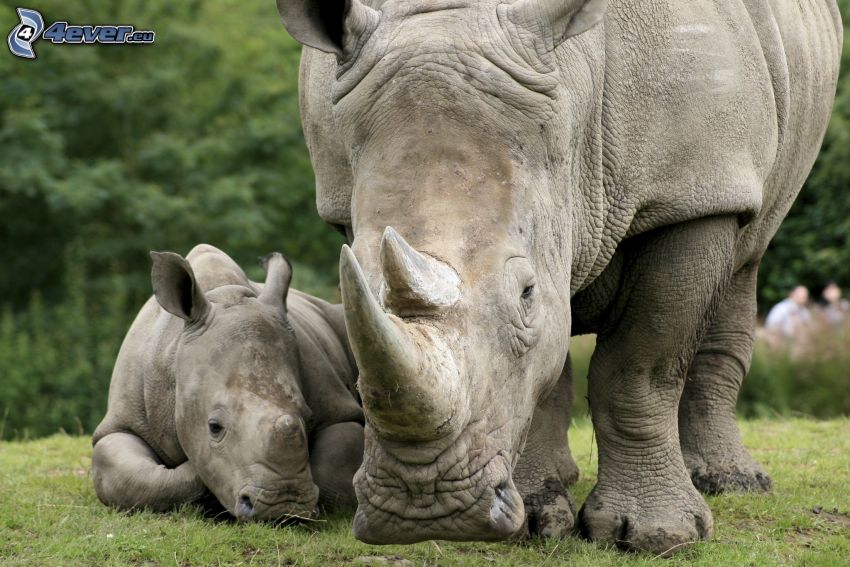 rhinoceros, rhinoceros cub