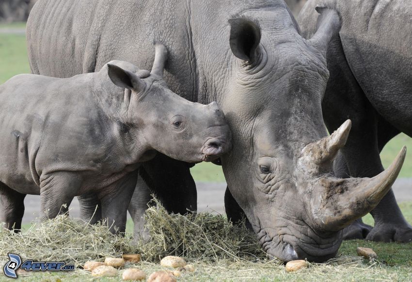 rhinoceros, rhinoceros cub