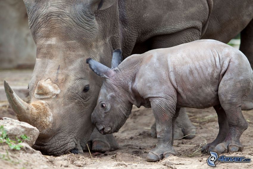 rhinoceros, rhinoceros cub