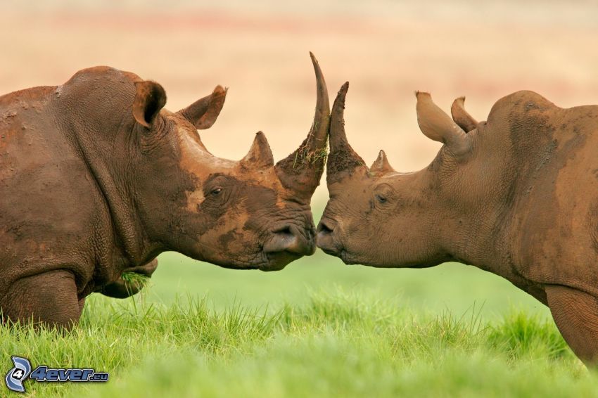 rhinoceros success categories