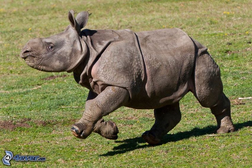 rhinoceros cub