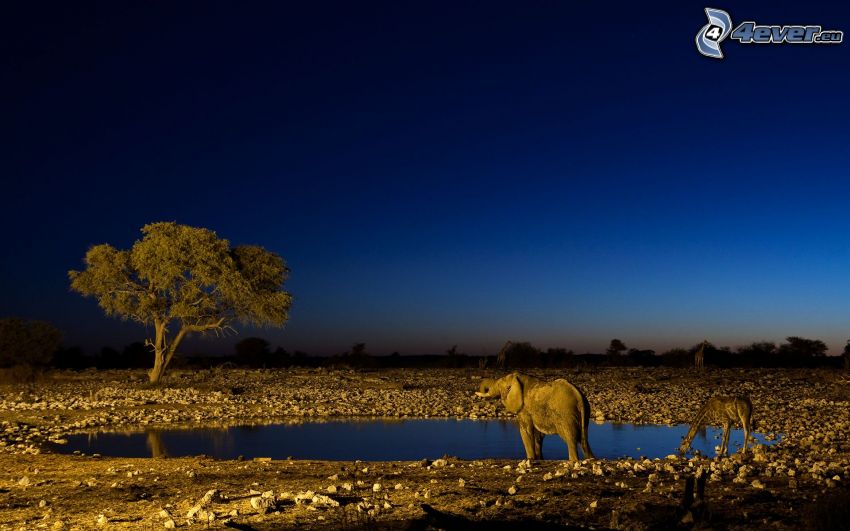 Savannah, elephant, giraffe, tree, night