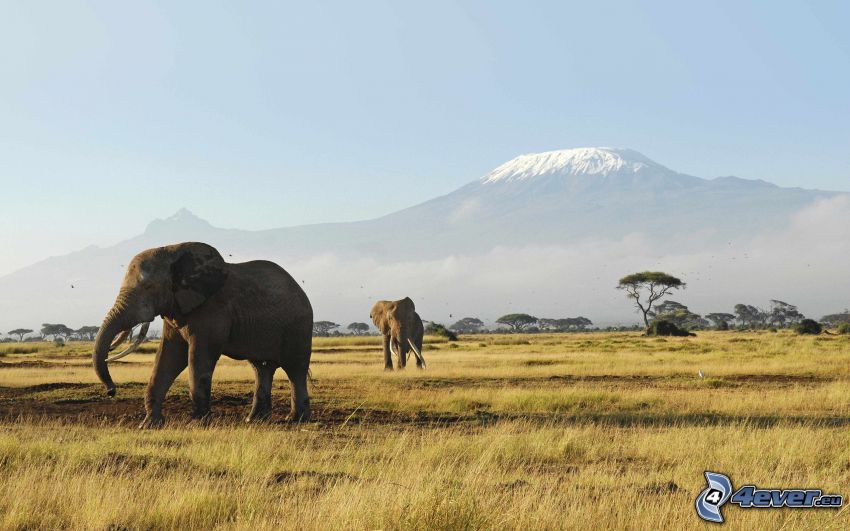 Savannah, elephants, Kilimanjaro