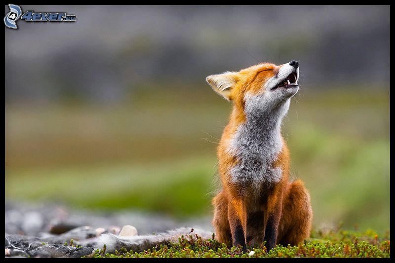 screaming fox