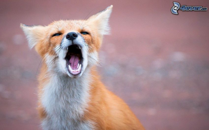 screaming fox sounds