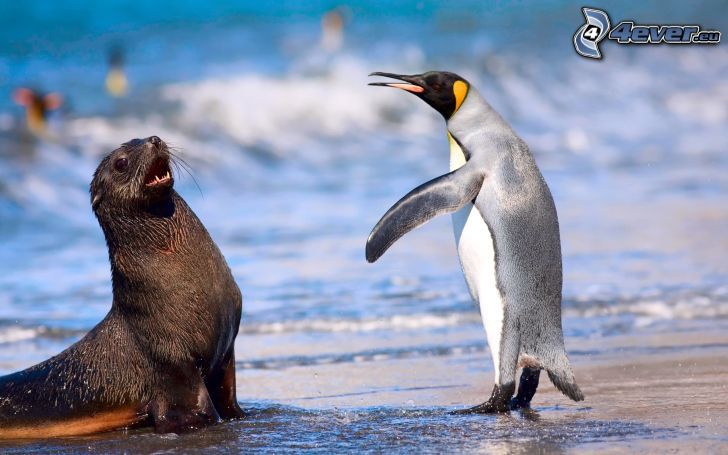 seal, penguin