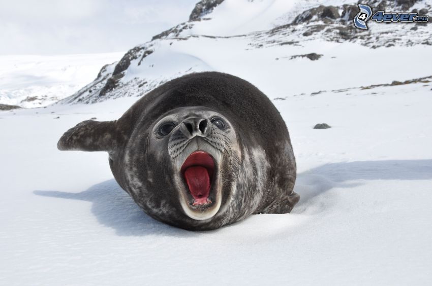 seal, snow