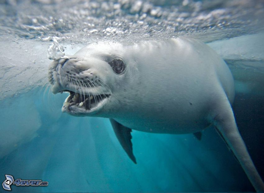 seal, water