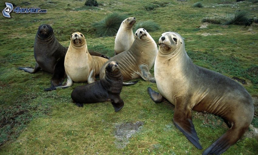 seals, cubs, grass
