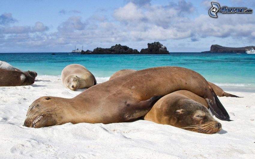 seals, sleep, sandy beach, sea