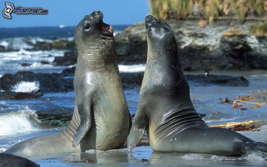 seals on the rocks, sea