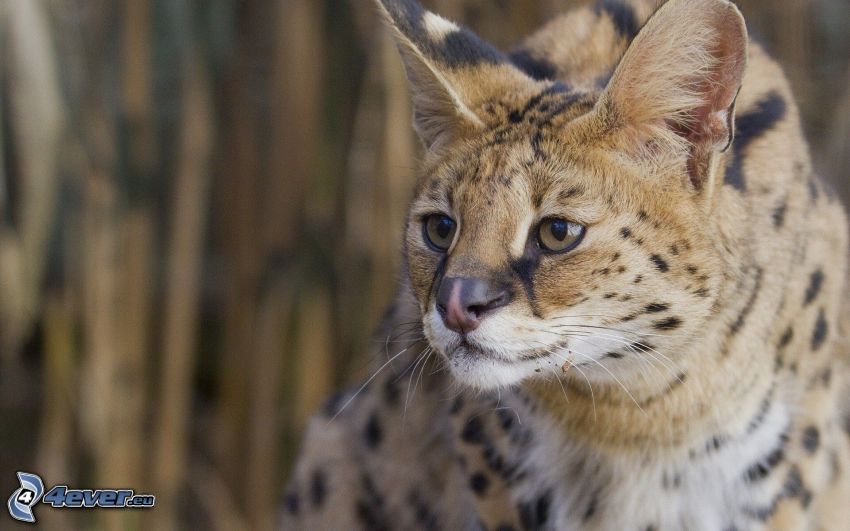 Serval