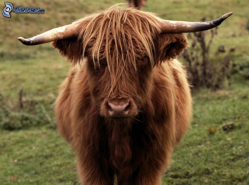 Shetland cow