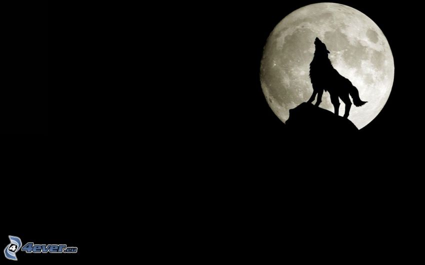 silhouette of a wolf, full moon