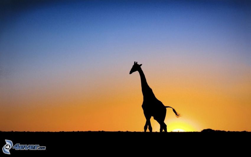 silhouette of giraffes