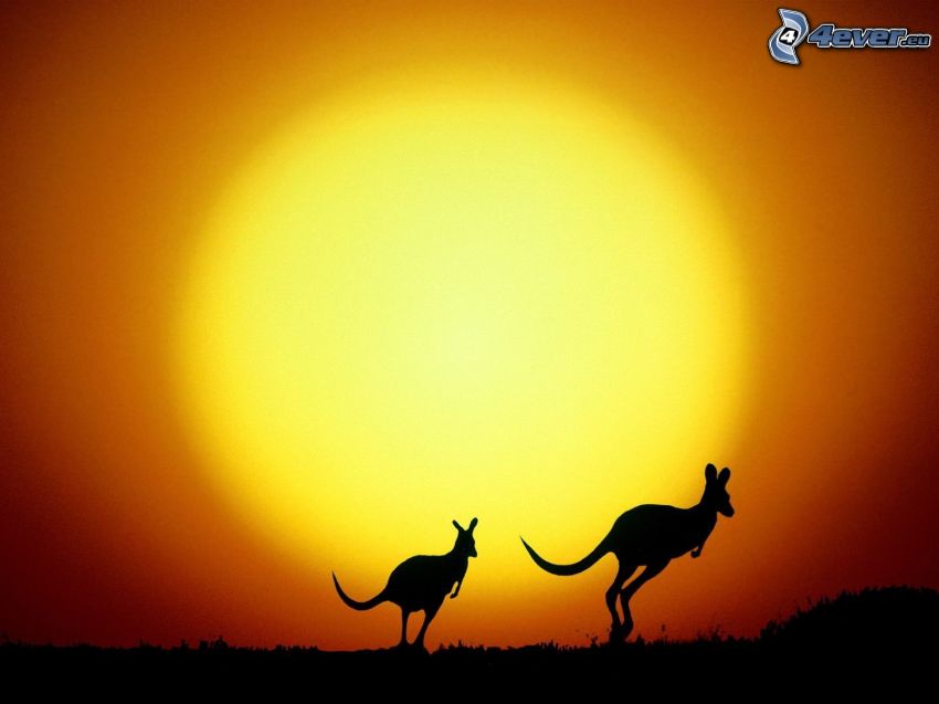silhouette of kangaroo, kangaroos, shining orange sun