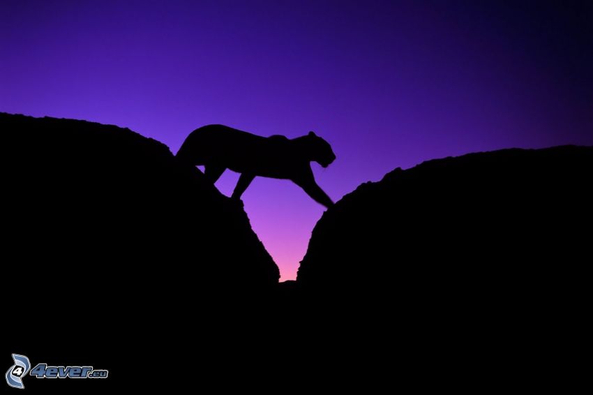 silhouette of leopard