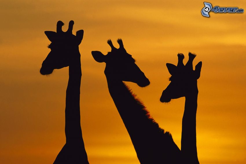 silhouettes of giraffes