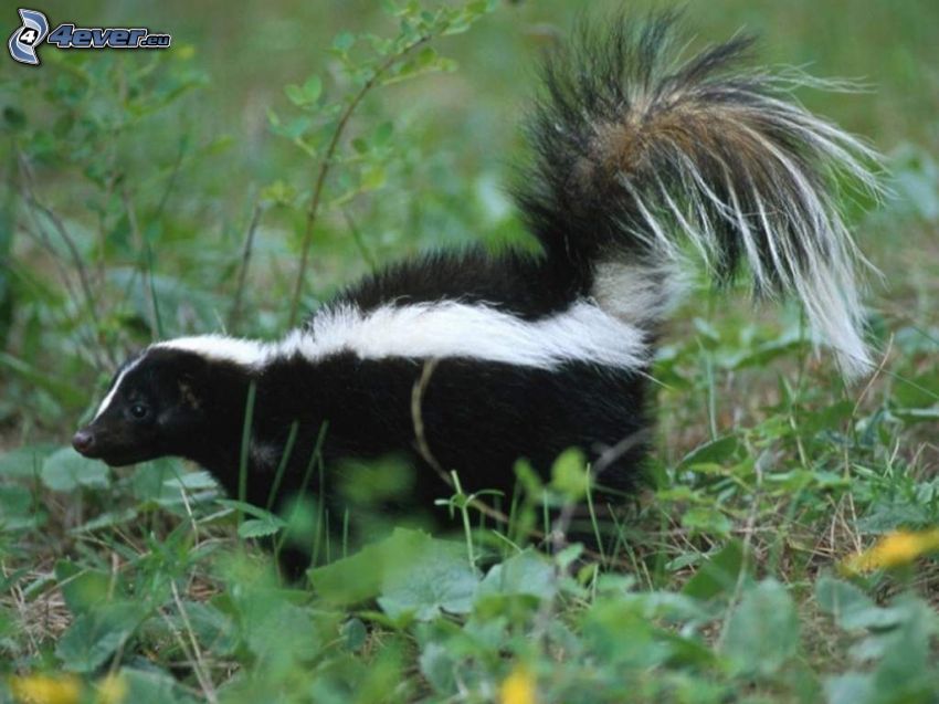 skunk, grass