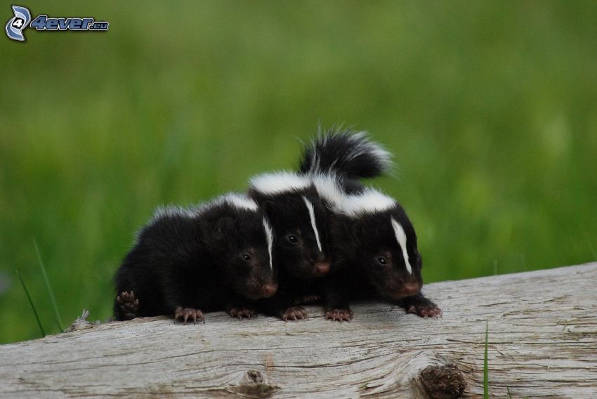 skunks, cubs