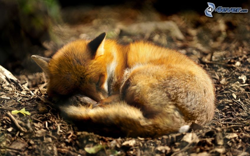 sleeping fox, cub