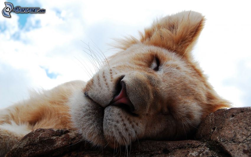 sleeping lion cub