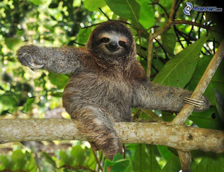 sloth, branch, green leaves