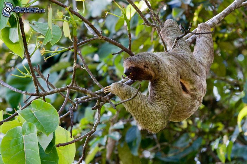 sloth, branches, green leaves