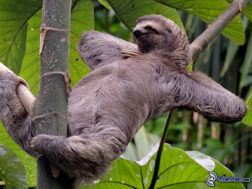 sloth, branches, green leaves