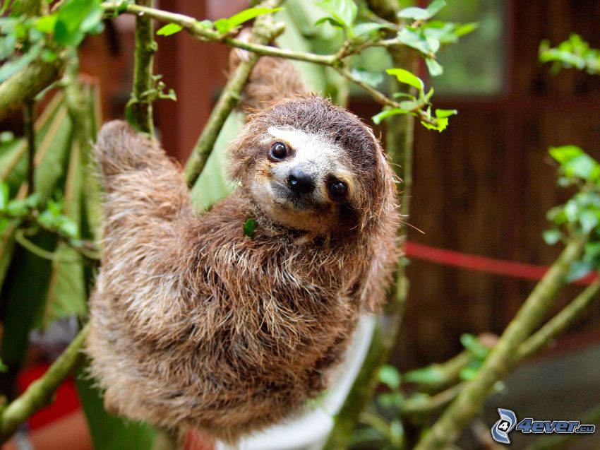 sloth, branches