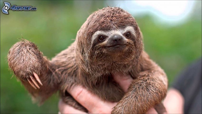 sloth, cub, hand