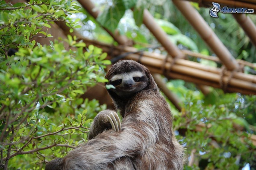 sloth, green leaves
