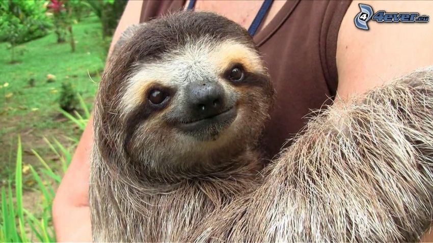 sloth, hug