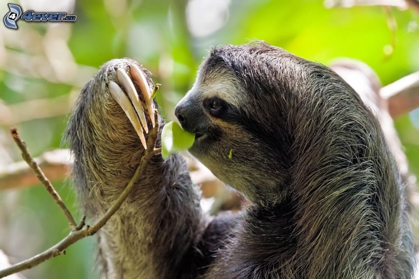 sloth, twig