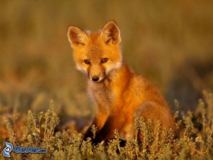 small fox, cub