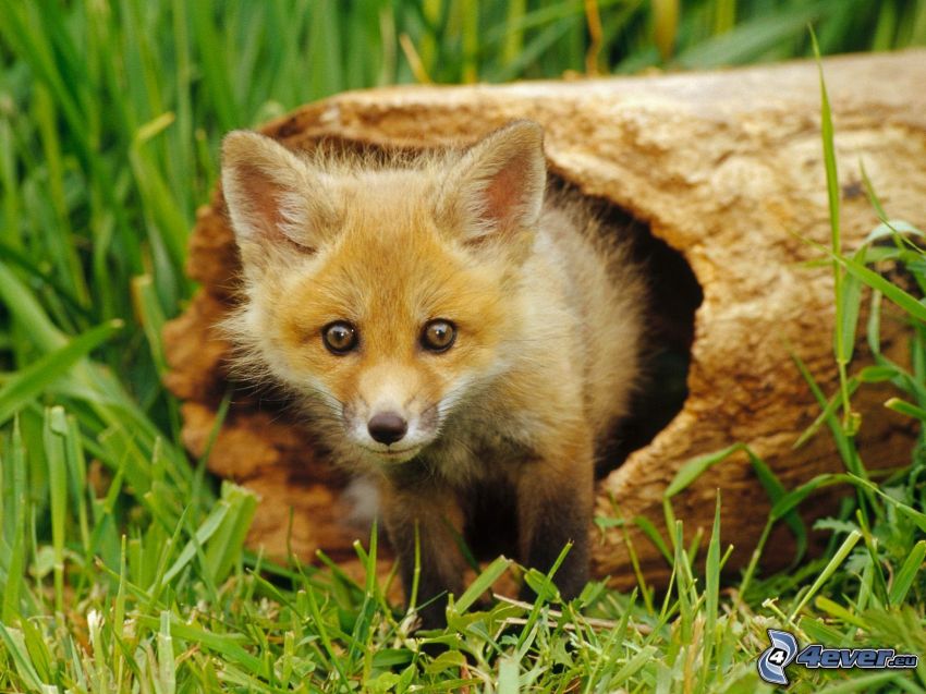small fox, grass