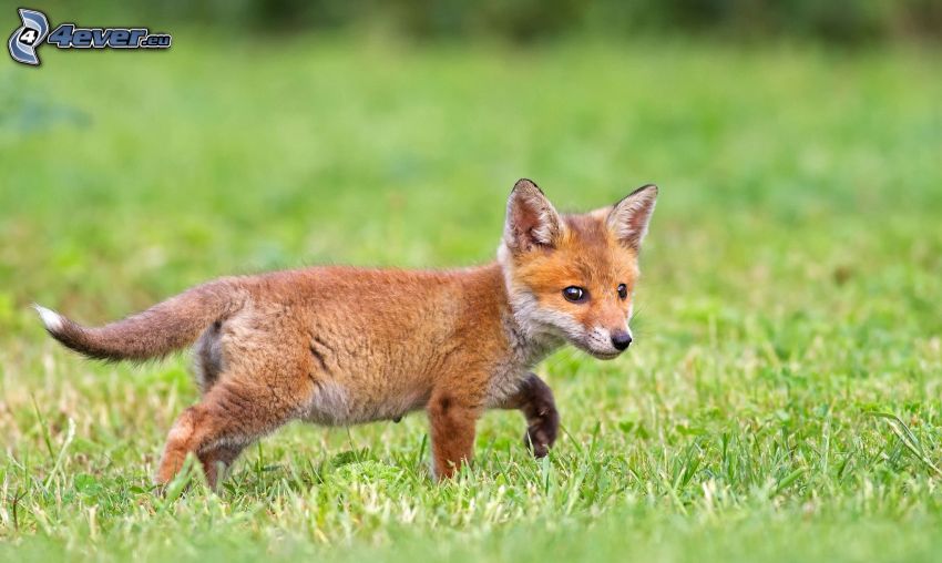 small fox, grass