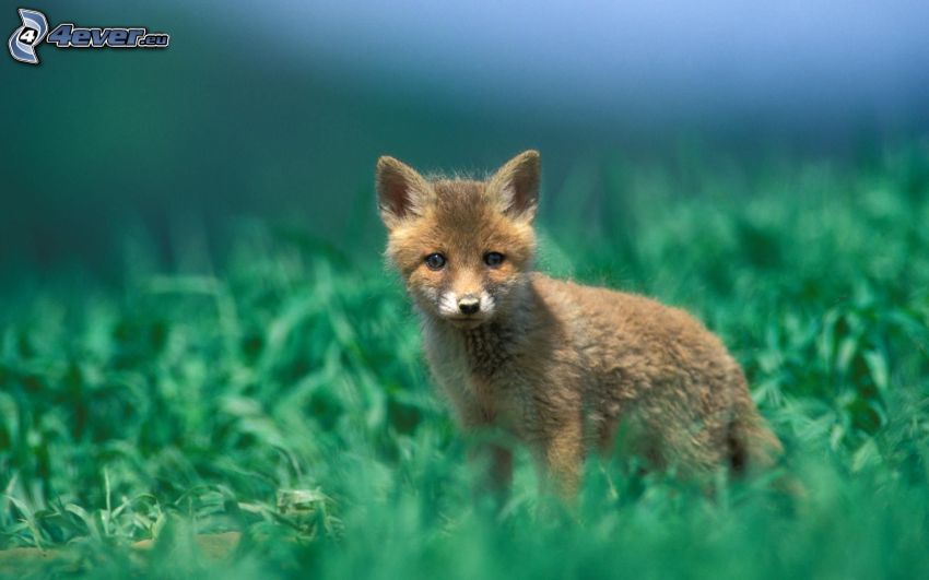 small fox