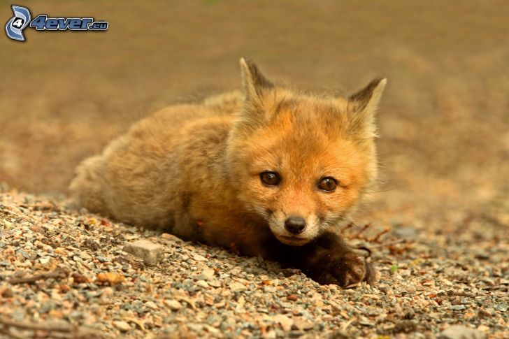 small fox
