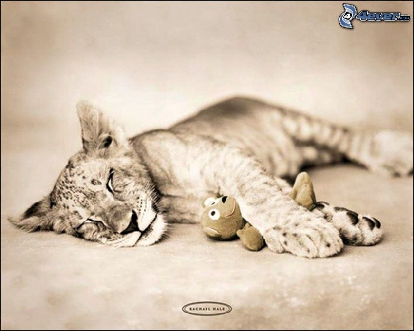 small tiger, sleep, teddy bear