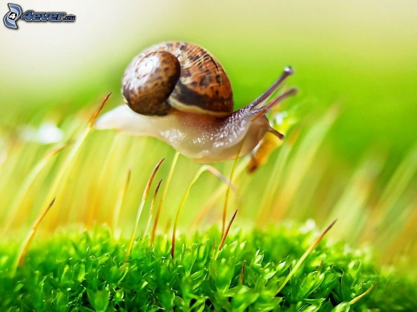 snail, blades of grass