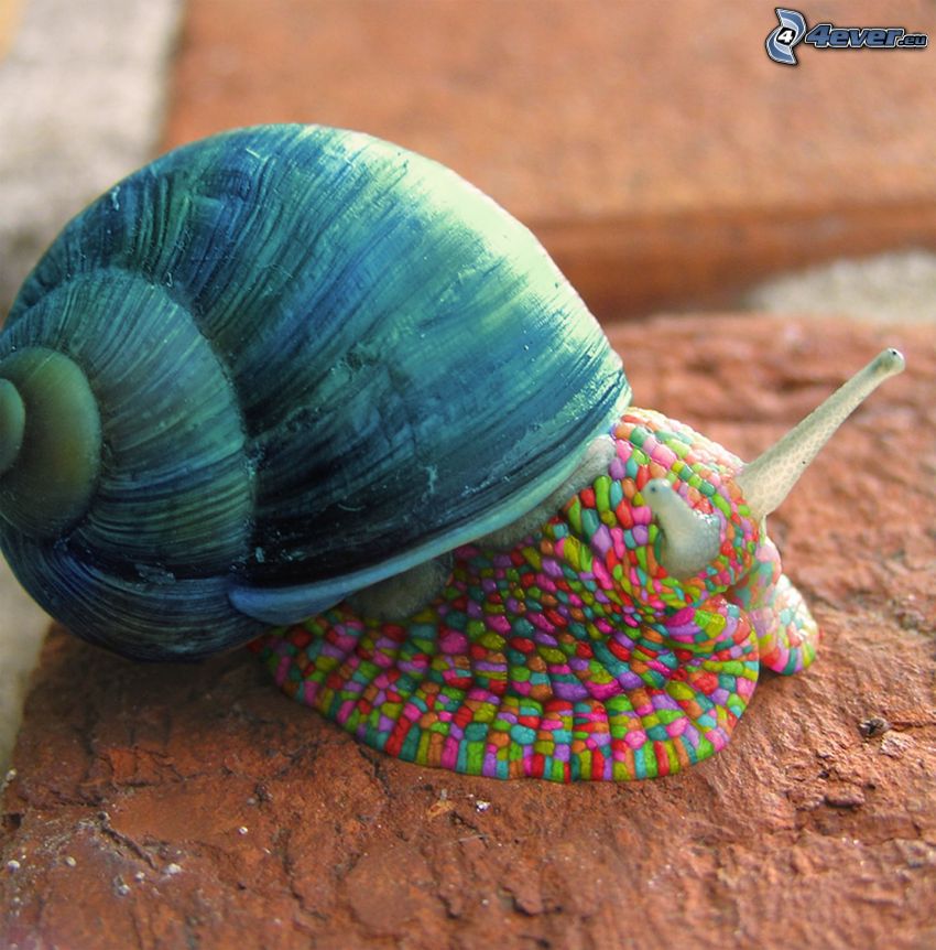 snail, colors, Photoshop