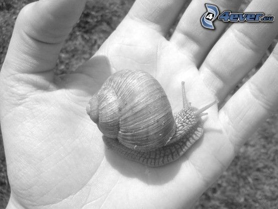 snail, hand