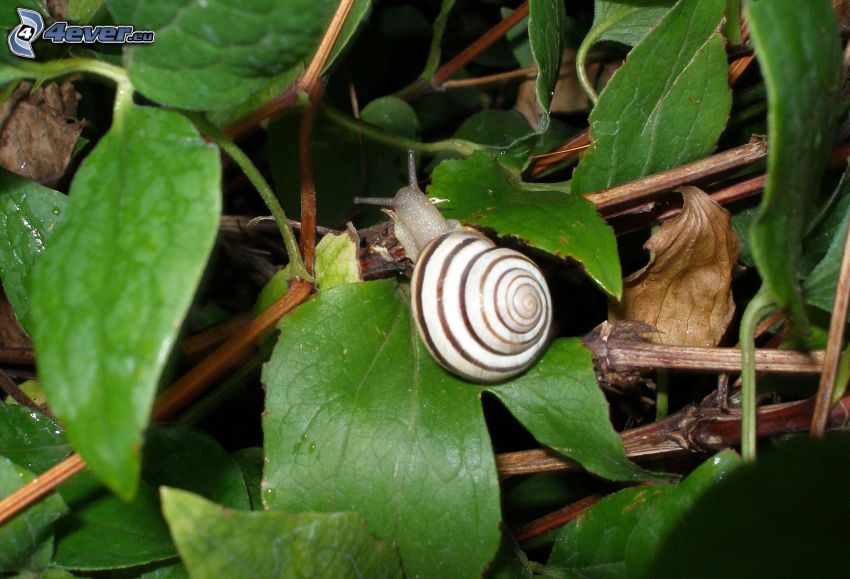 snail, plant