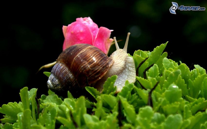 snail, plants, pink flower