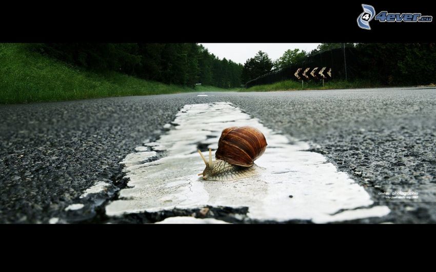snail, road