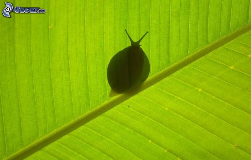 snail, silhouette, green leaf