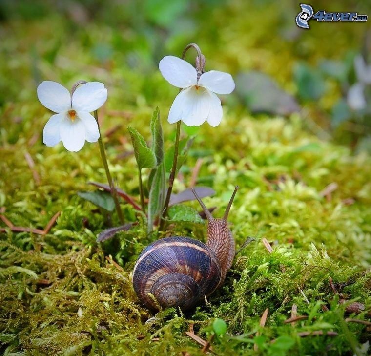 snail, white flowers, moss