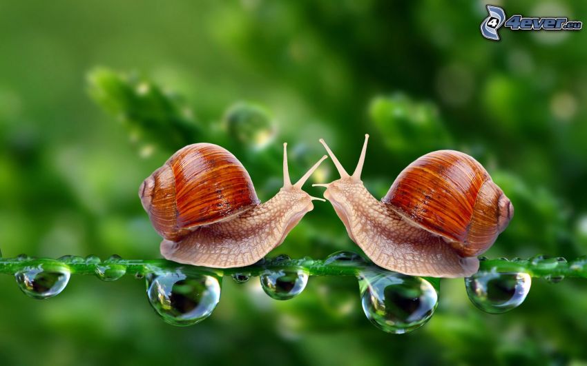 snails, blade, drops of water