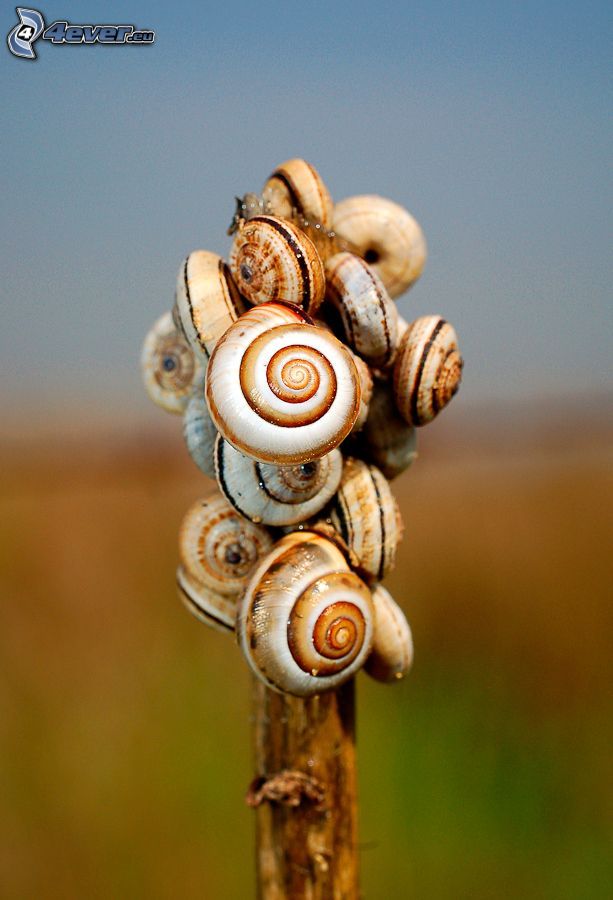 snails, wood